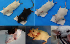 Small mice with a new heads on operating table
