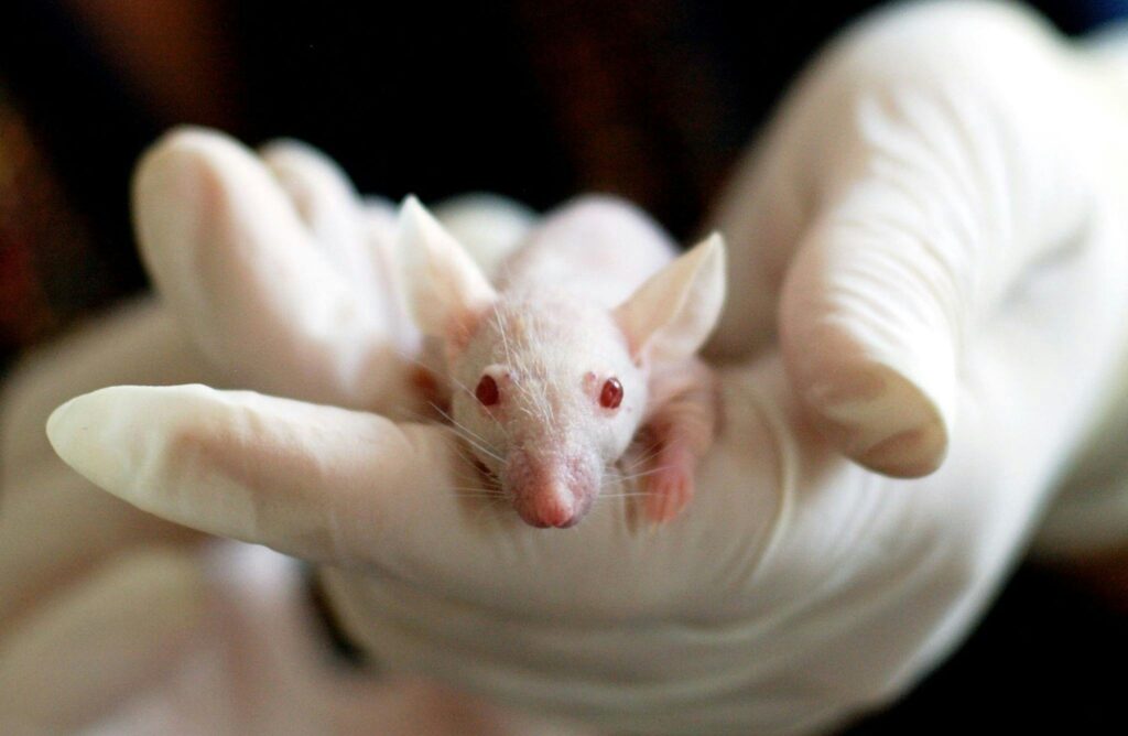 Laboratory researchers observing a head-transplanted mouse