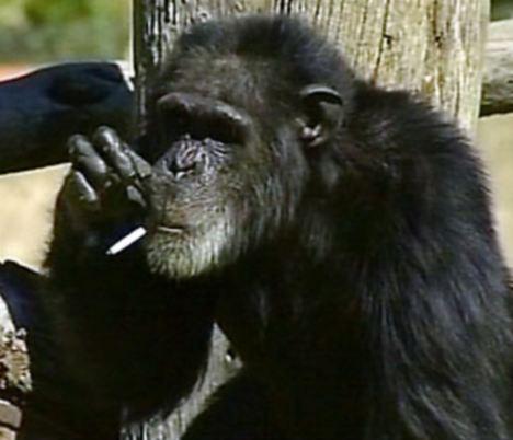 smoking chimp