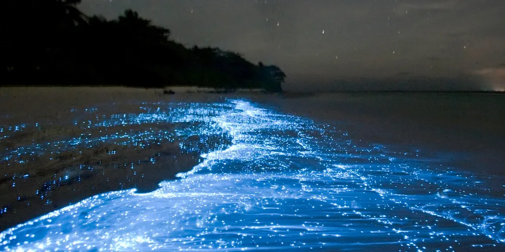 Bioluminescent beach at night: nature’s rave, rehearsed billions of years.