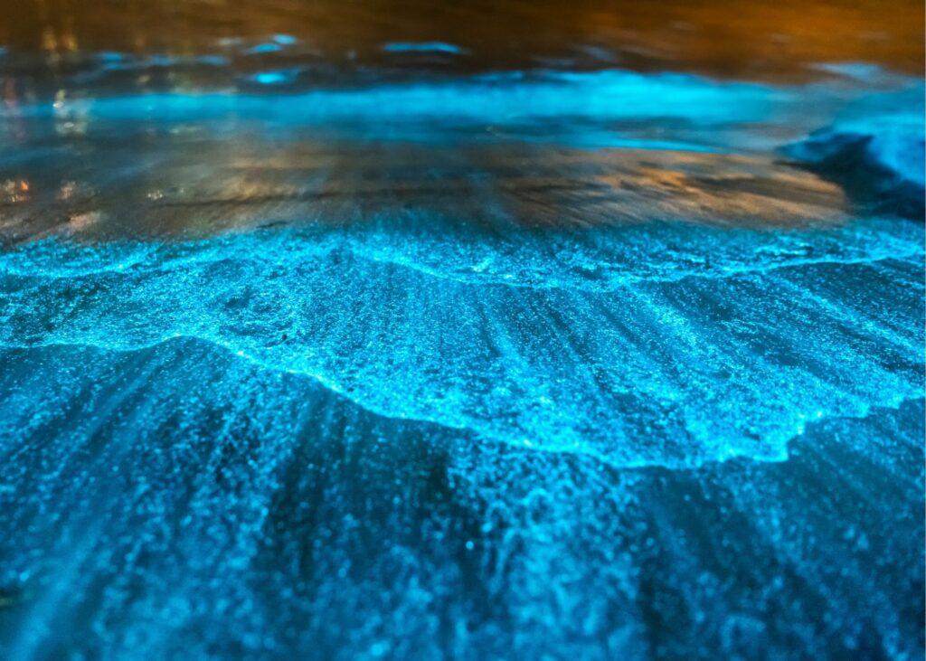 Waves glowing neon: dinoflagellates write oceanic Morse code.