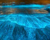 Waves glowing neon: dinoflagellates write oceanic Morse code.