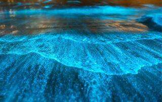 Waves glowing neon: dinoflagellates write oceanic Morse code.