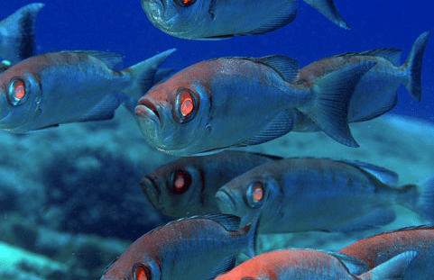 Deep-sea flashlight fish: synchronized eyes and glow for survival.