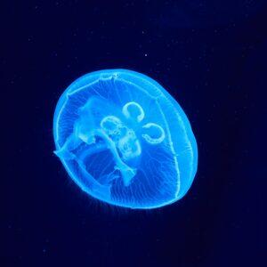Comb jelly luminescence: tiny creatures, cosmic-level light show.