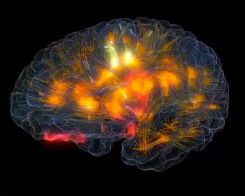 Brain highlighted with predictive circuits glowing
