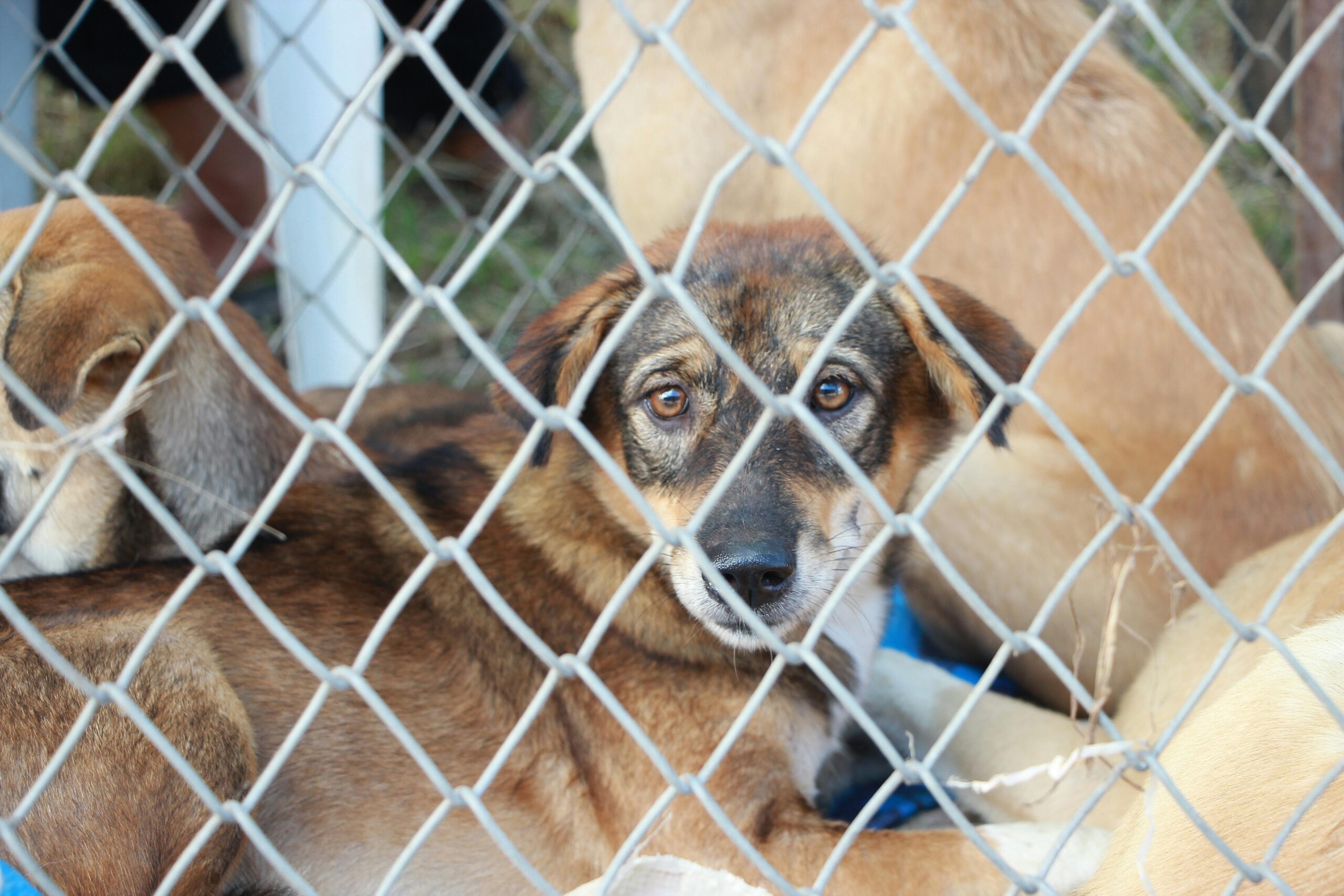 rescued puppy behind fence.