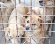 Dog behind shelter bars looking out with sad eyes.