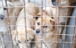 Dog behind shelter bars looking out with sad eyes.