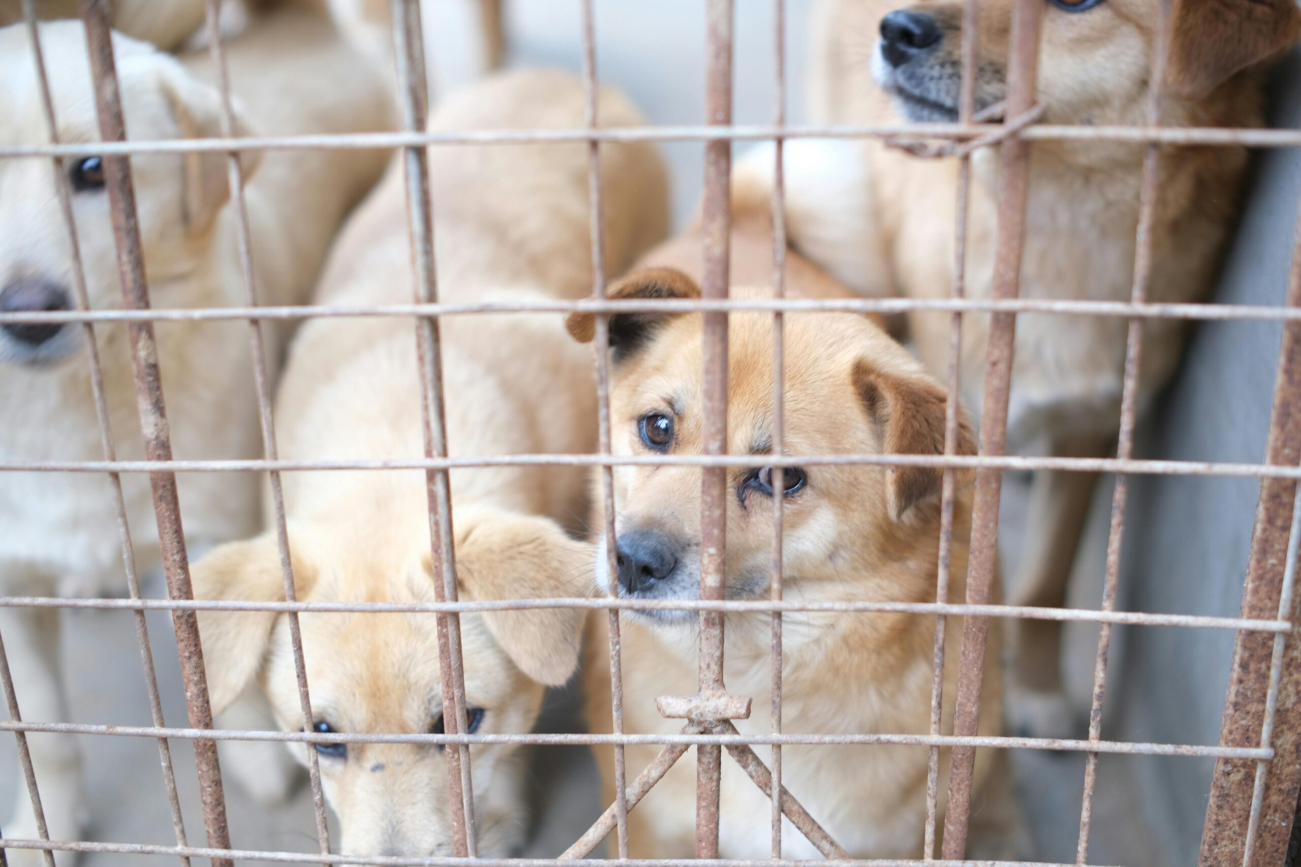 The Hidden Costs of Rescue Dog behind shelter bars looking out with sad eyes.